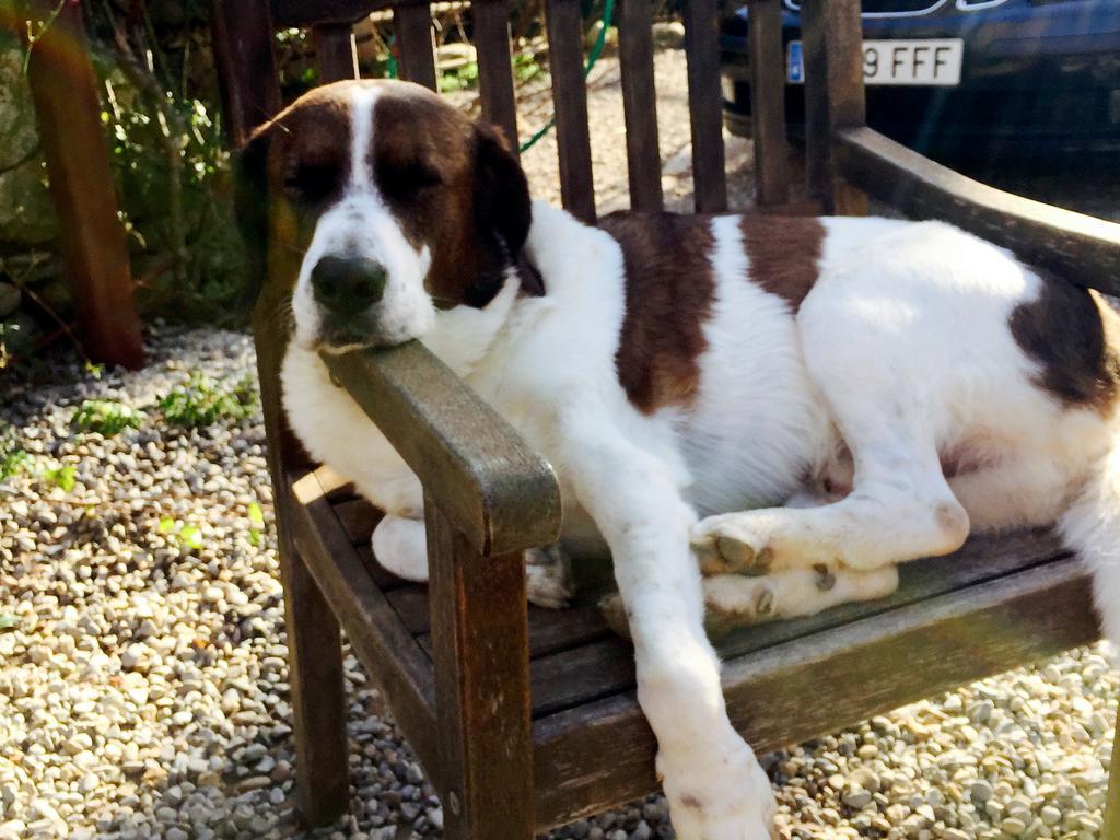 Bed and Breakfast Mas Torrencito pet friendly Parets d'Empordà Exterior foto