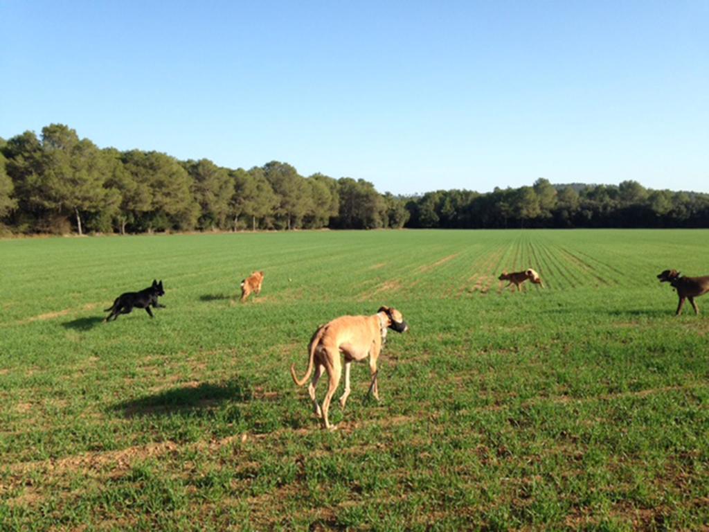 Bed and Breakfast Mas Torrencito pet friendly Parets d'Empordà Exterior foto