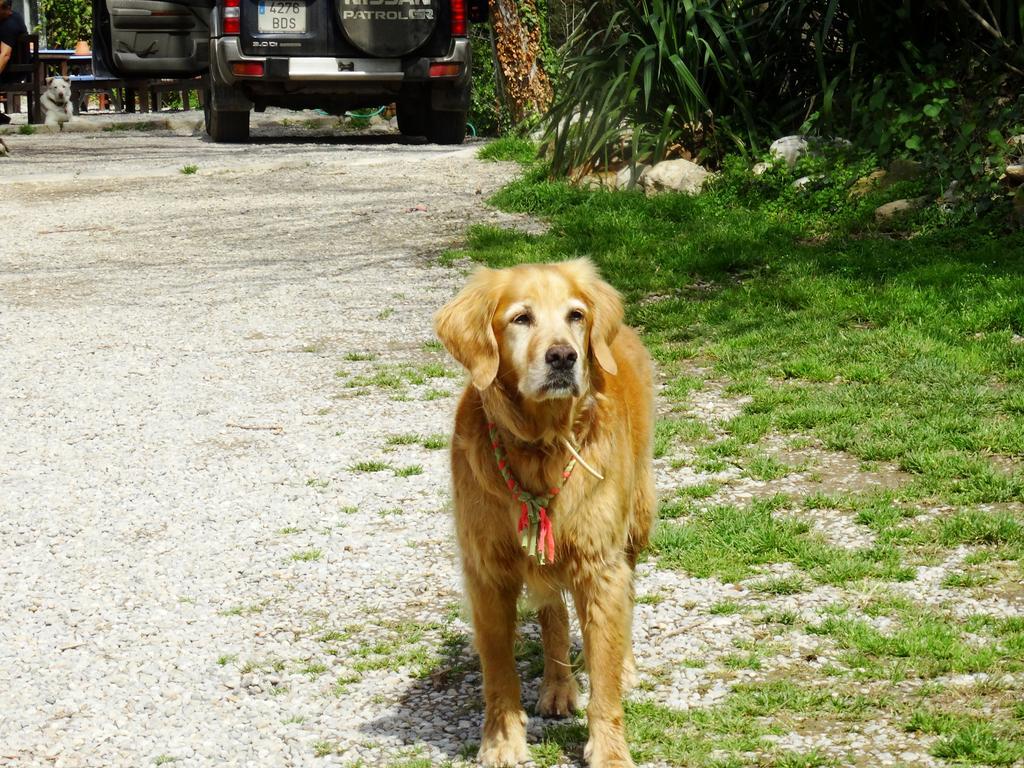 Bed and Breakfast Mas Torrencito pet friendly Parets d'Empordà Exterior foto